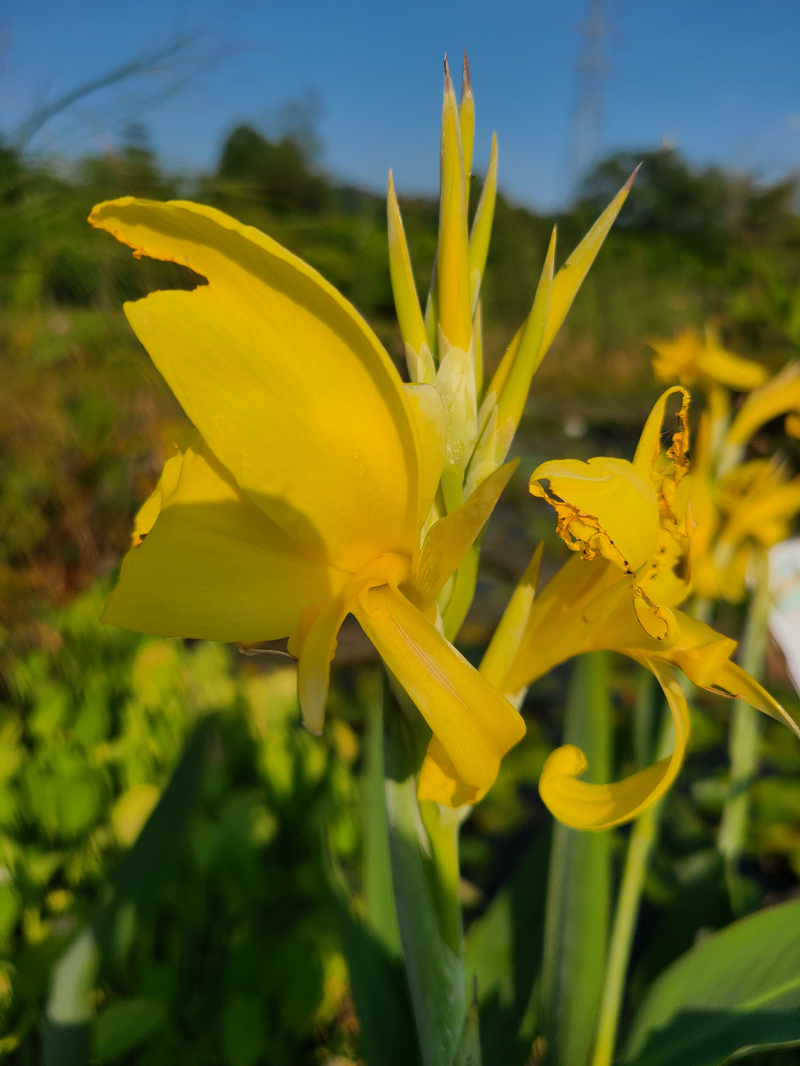 »ªÄÏÖ²ÎïÔ°_¸±±¾.jpg »ªÄÏÖ²ÎïÔ°_¸±±¾.jpg