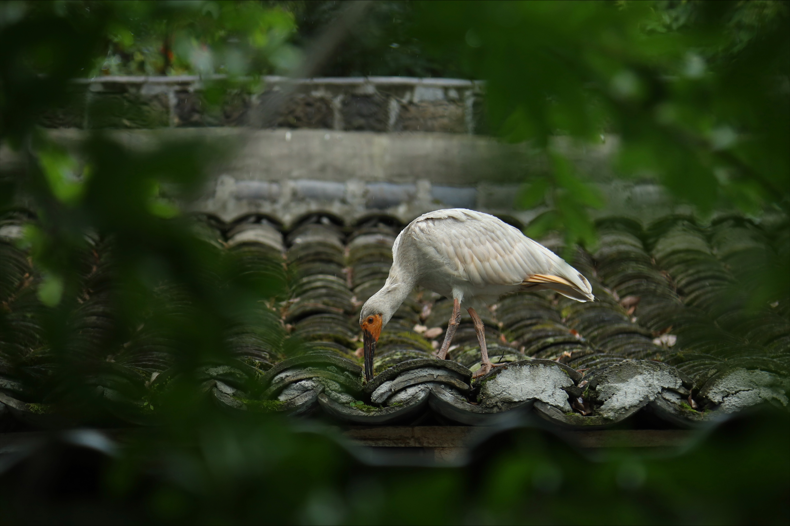 processed-1F746932-640C-4B34-AFFC-FEA5CA2B2915.jpeg processed-1F746932-640C-4B34-AFFC-FEA5CA2B2915.jpeg